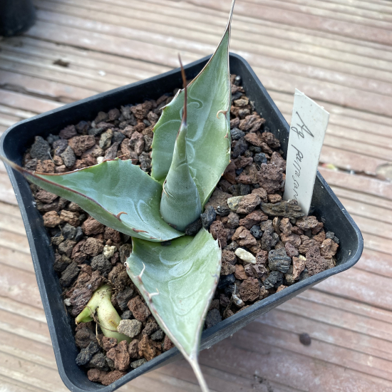 Agave  parrasana