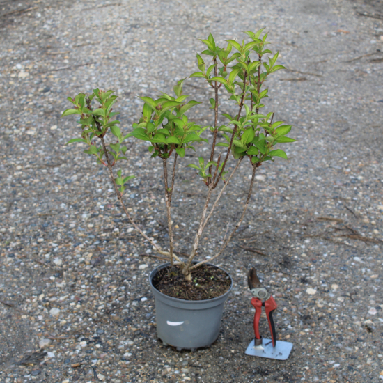 Weigelia 'Stelzneri rose'