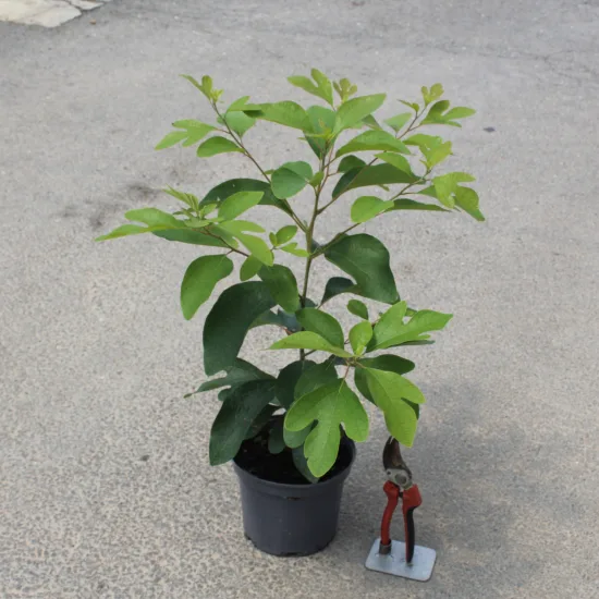 Laurier des iroquois (Sassafras albidum) — jeune arbuste en pot noir sur béton · Pot 3L