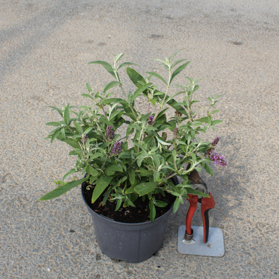 Arbre aux papillons violet