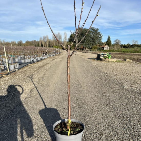 Prunier Mirabelle de Nancy