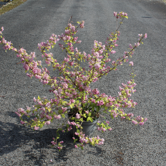Deutzie hybride 'Perle rose'