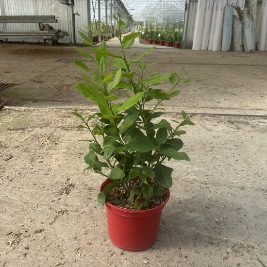 Citronnier 4 saisons