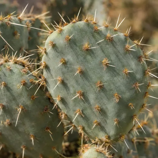 Cactée 'Rastrera' (Opuntia engelmannii) — raquettes de cactus couvertes d’aiguillons fins