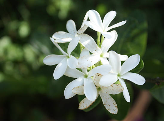 Jasmin
