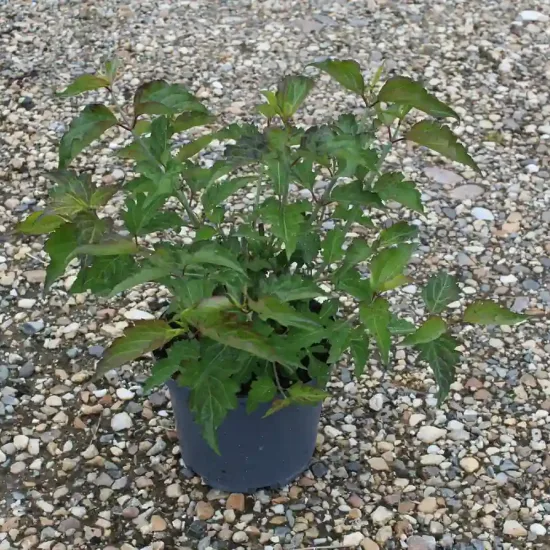 Arbre aux faisans 'Purple rain' (Leycesteria formosa) — jeune arbuste feuillu en pot plastique noir · Pot 3L