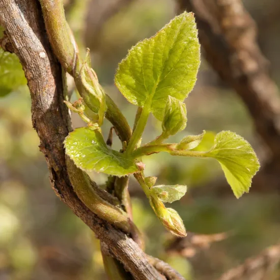 Kiwaï 'Issaï' (Actinidia arguta) — jeunes feuilles vertes sur tiges noueuses · Photo d'illustration