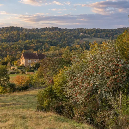 Chalef d'automne (Eleagnus umbellata) — grande haie arbustive couverte de petites baies rouges · Photo d'illustration