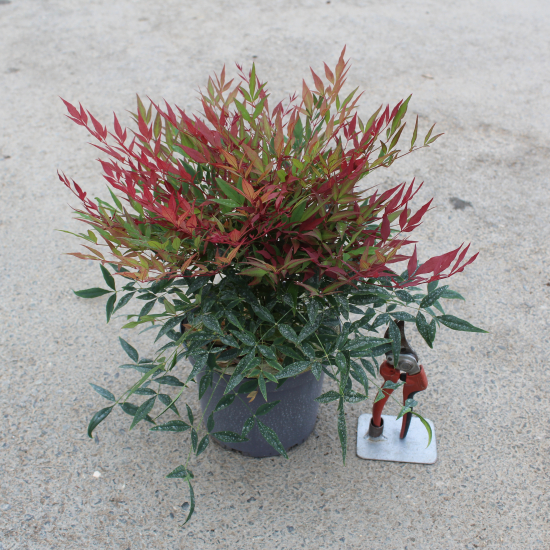 Bambou sacré 'Gulfstream'