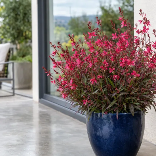 Gaura 'Gaudi red' (Gaura lindheimeri) — plante florifère buissonnante en pot bleu brillant · Photo d'illustration