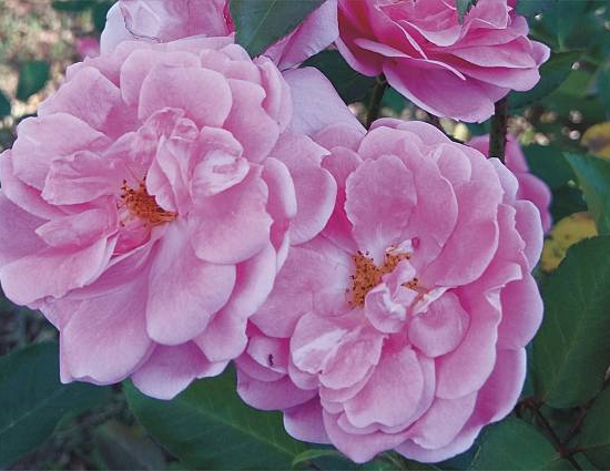 Rosier 'Centenaire de lourdes '