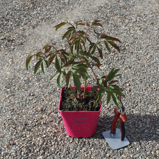 Pivoine 'Amabilis rose tendre'