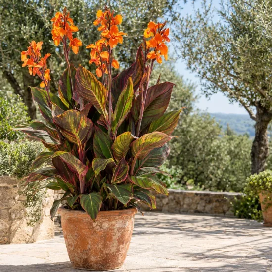 Canna (Canna andaloucia) — grand plant en pot sur terrasse ensoleillée · Photo d'illustration