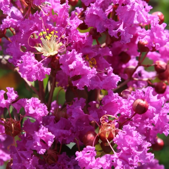 Lilas des indes 'Terre chinoise'