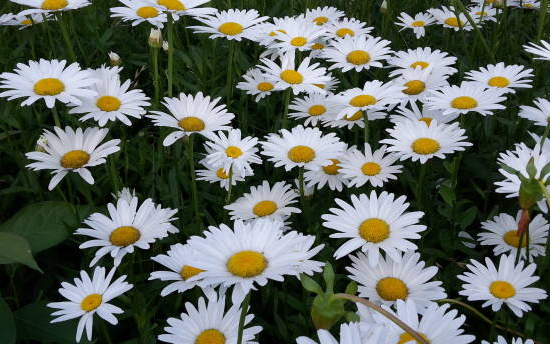 Marguerite 'Snowcap'