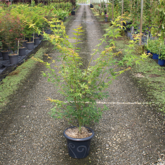 Érable du japon 'Katsura'