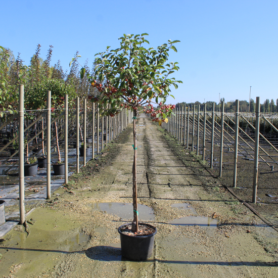 Pommier evereste 'Evereste'