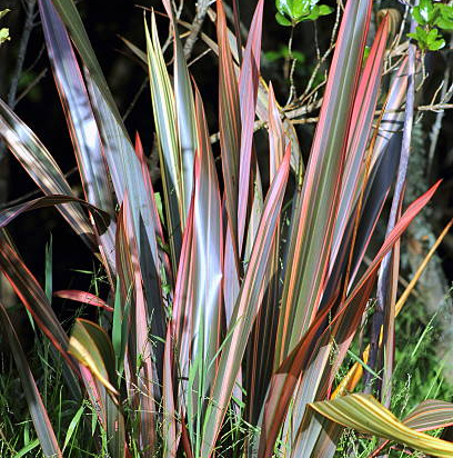 Phormium 'Rainbow'