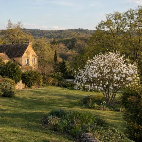 Magnolia de soulange 'Alba superba' (Magnolia soulangeana) — grand arbuste fleuri près d’une maison en pierre