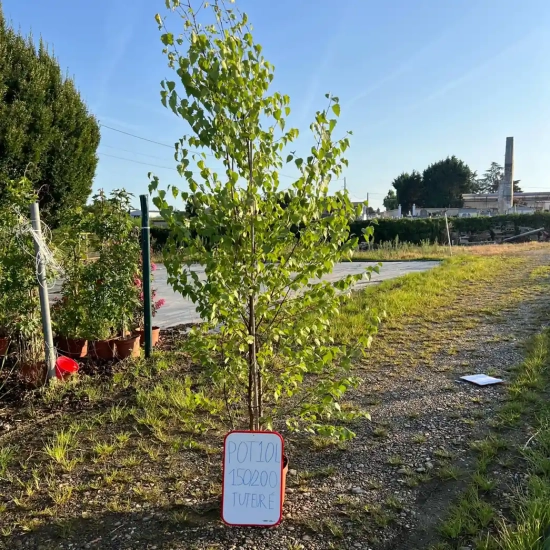 Bouleau 'Pendula'