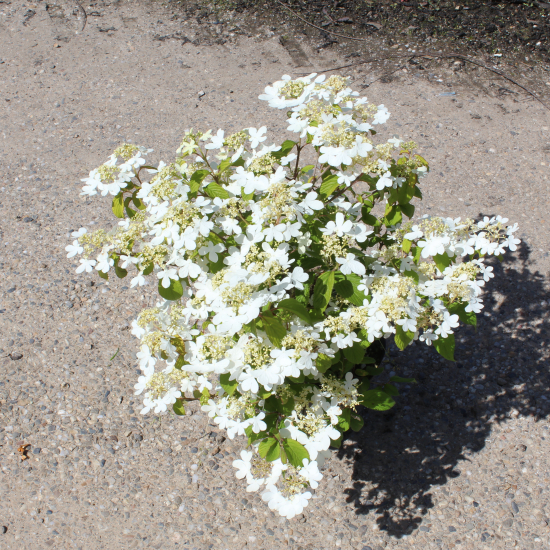 Viorne de chine 'Watanabe'