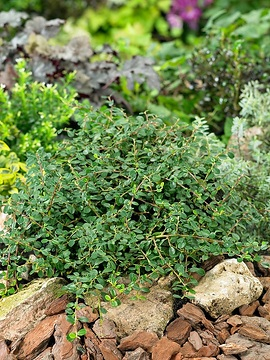 Cotonéaster 'Streibs findling'