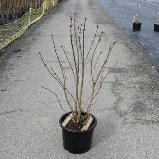 Lilas commun 'Sensation violet'