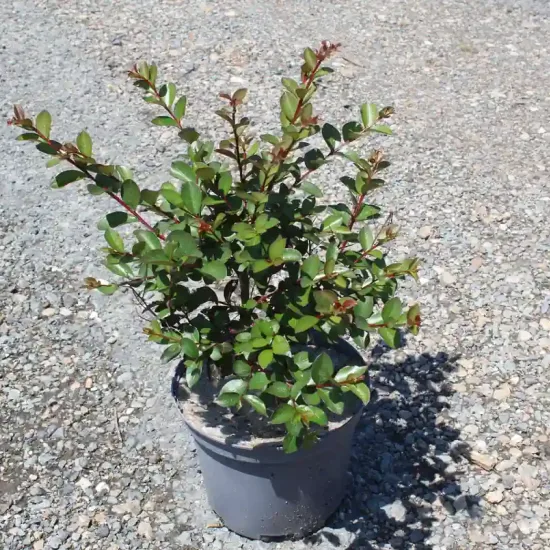 Lilas des indes 'Choco pink' — Pot 3L