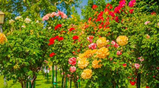 Grand rosier