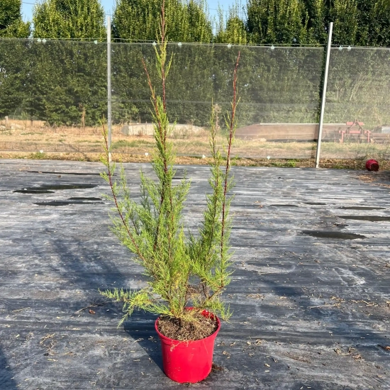 Tamaris de printemps 'Tetrandra'