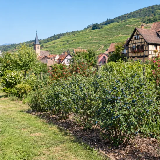Baie de mai 'Fialka' (Lonicera kamtschatica) — rangée d'arbustes fruités devant village et vignes