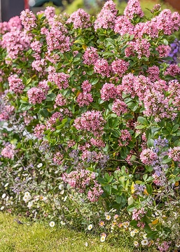 Escallonia 'Pink elle'