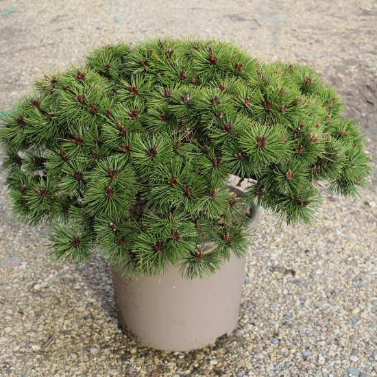 Pin noir 'Agnes bregeon'