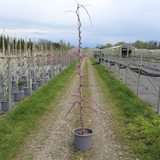 Gainier du canada 'Lavender twist'