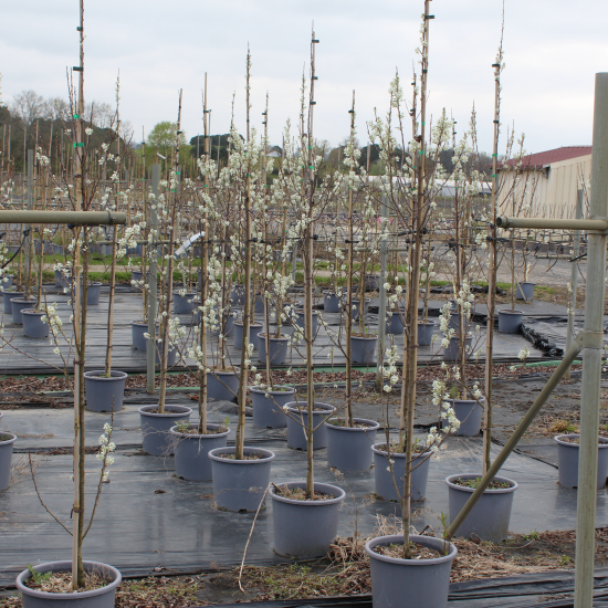Amélanchier du canada 'Glenform'