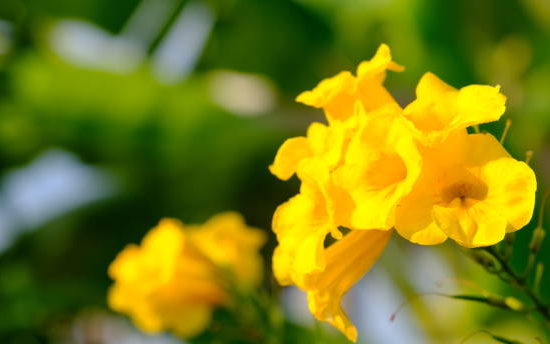 Bignone de virginie 'Yellow trumpet'