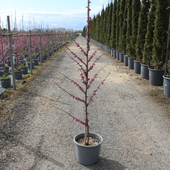 Gainier du canada 'Pink pom pom'