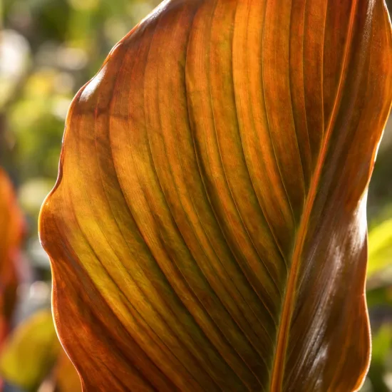 Balisier 'Bronze orange' (Canna cannova) — gros plan de feuille nervurée aux tons cuivrés