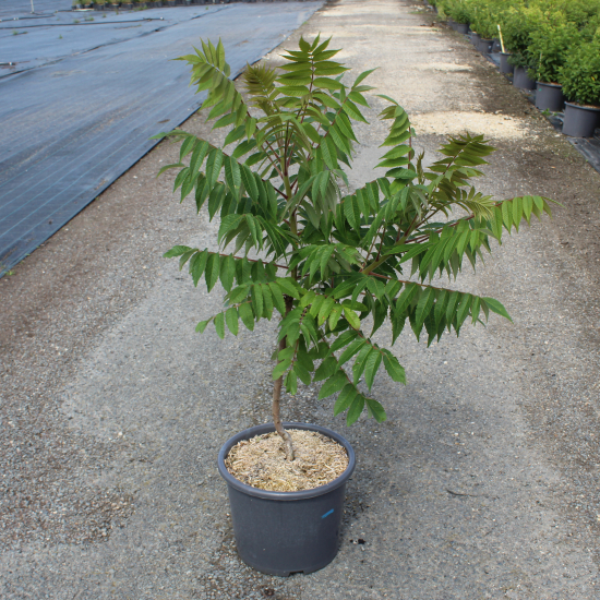 Sumac de virginie 'Dissecta'