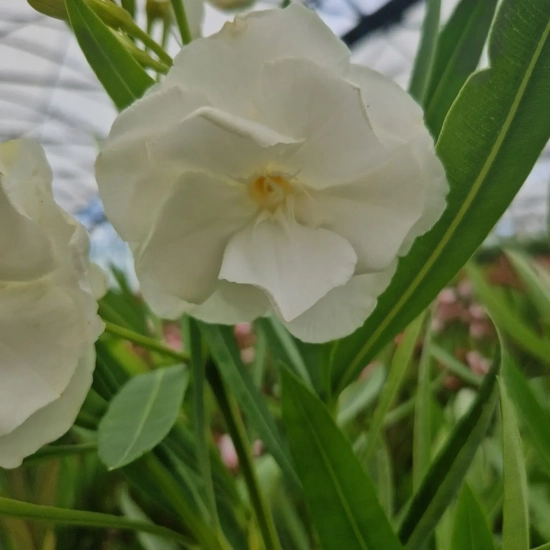 Laurier rose 'Porto'
