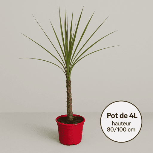 Cordyline indivisa