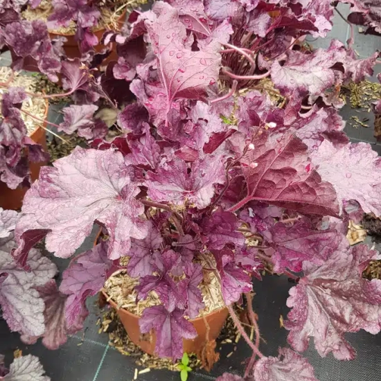 Heuchères 'Forever purple'
