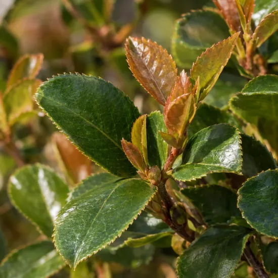 Camelia 'Cleopatra new dawn' (Camelia sasanqua) — jeunes pousses cuivrées parmi des feuilles vertes brillantes · Photo d'illustration