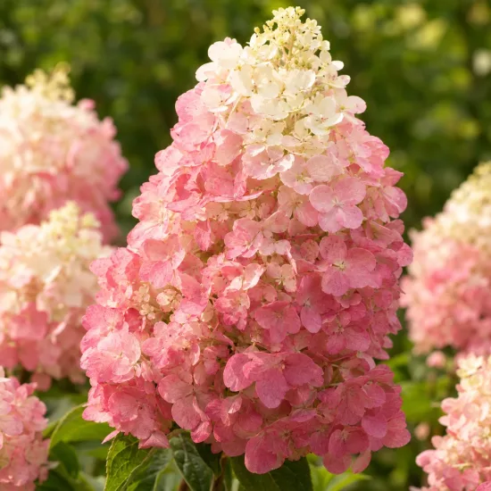 Hortensia paniculé 'Pink et rose' (Hydrangea paniculata) — grappe florale conique rose et blanche