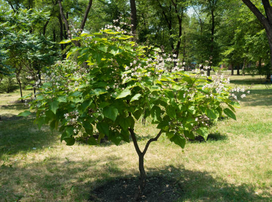Catalpa commun 'Nana bungei '