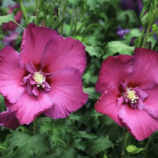 Althéa 'Hibisa sangria'