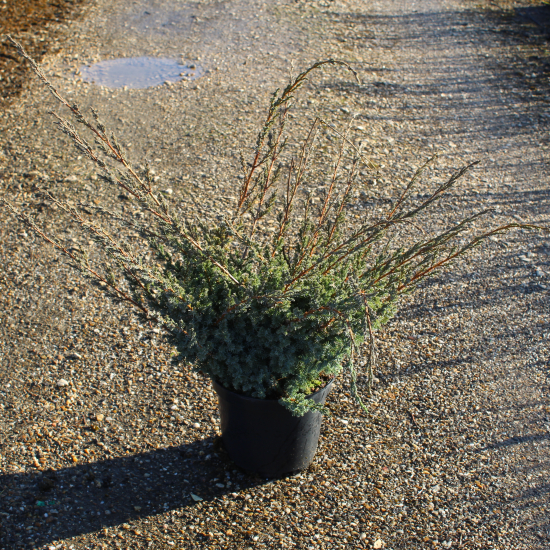Genévrier de chine 'Blue alps'