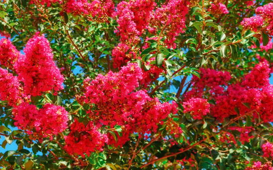 Lilas des indes 'Petite red'