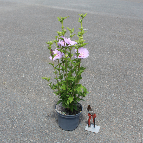 Althéa 'Lavender chiffon'