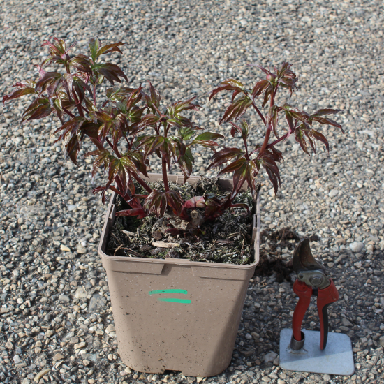 Pivoine 'Shirley temple blanc'